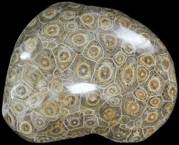 Polished Fossil Coral Head - Morocco #72311